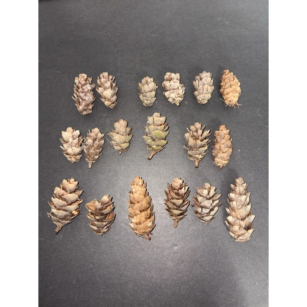Real‎ Natural DOUGLAS FIR 18 Brown cones pinecones Crafts Christmas Decor